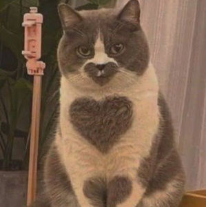 Meet your Posher, Rena